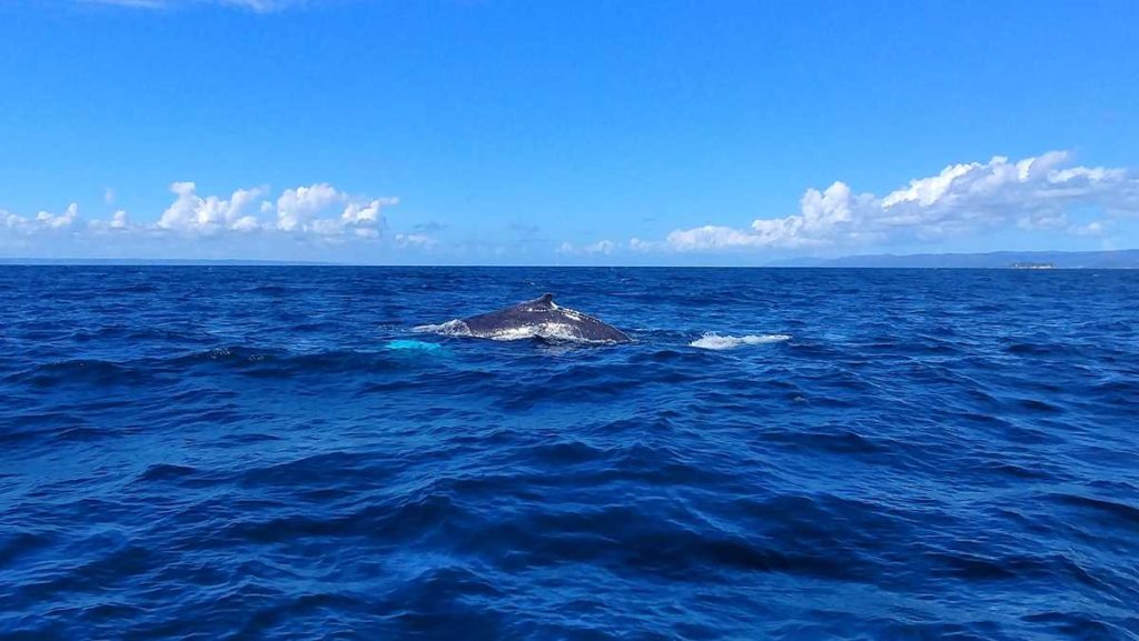 Whalewatching in Samaná, one of the top highlights in the Dominican Republic