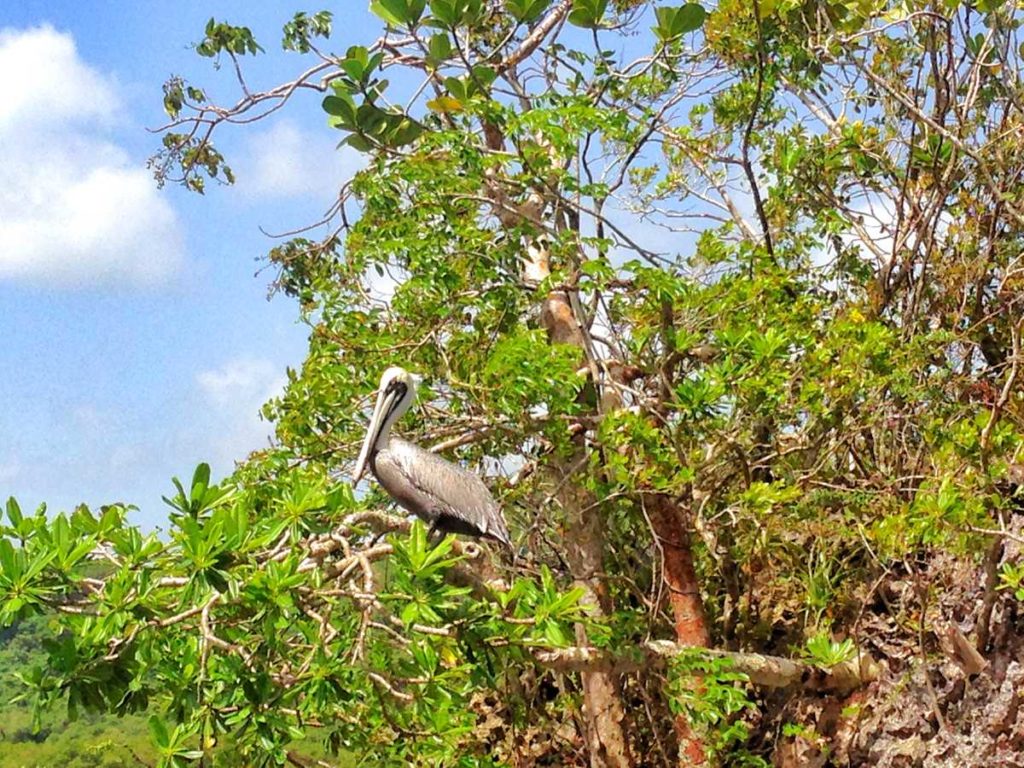 Fregate birds in the beautiful Los Haitises National Park