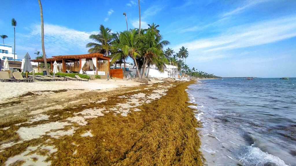 Seaweed in Punta Cana - the sargassum problem is existing at Bavaro Beach