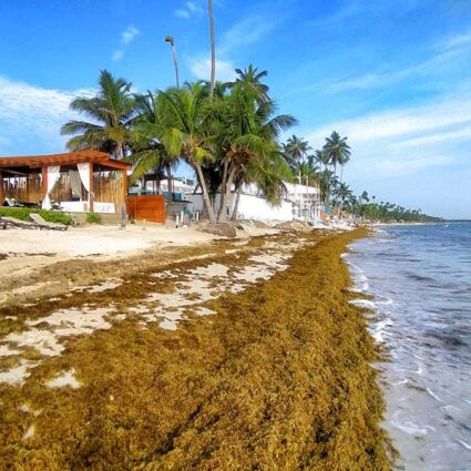 Seaweed in Punta Cana - the sargassum problem is existing at Bavaro Beach