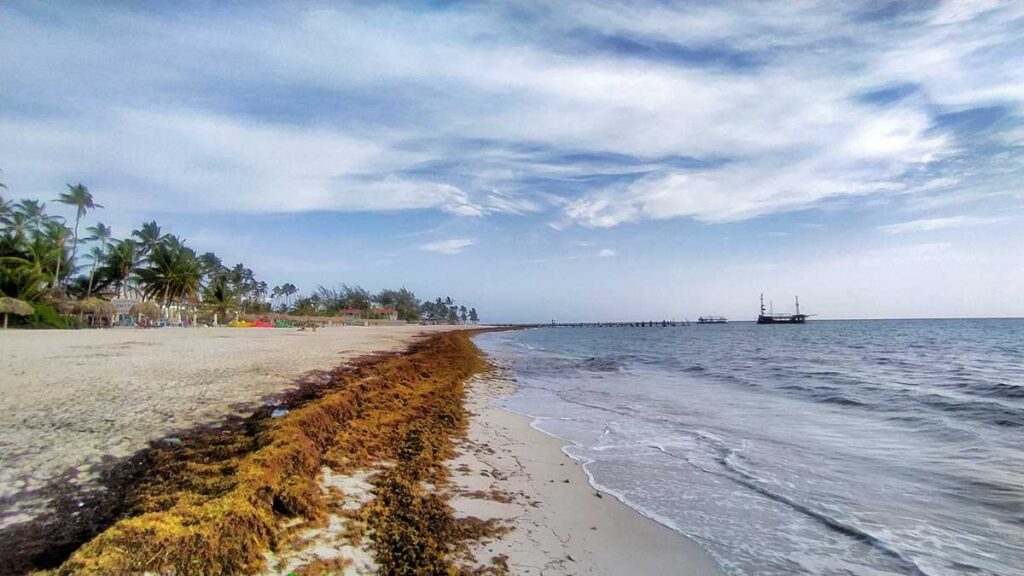 Seaweed in Punta Cana - the sargassum problem is existing at Bavaro Beach