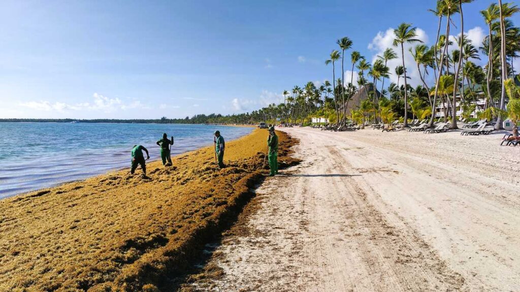 Seaweed in Punta Cana along Bavaro Beach