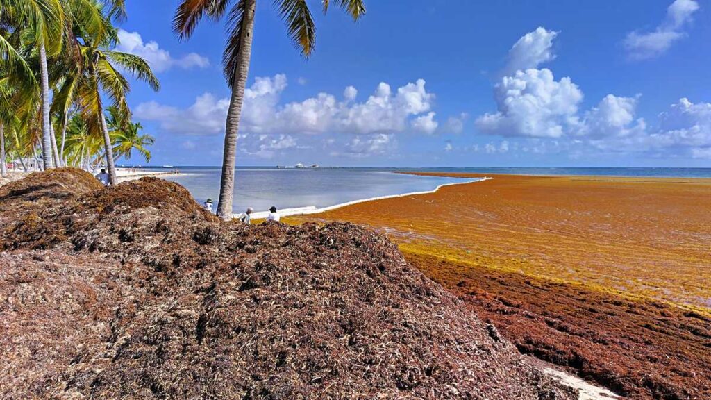Seaweed in Punta Cana along Cabeza de Toro