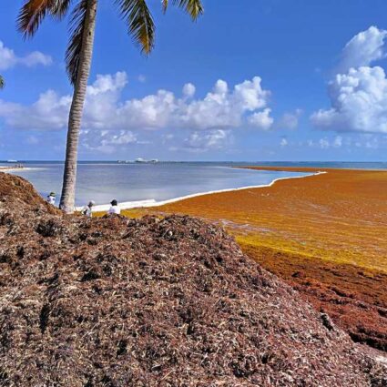 Seaweed in Punta Cana along Cabeza de Toro