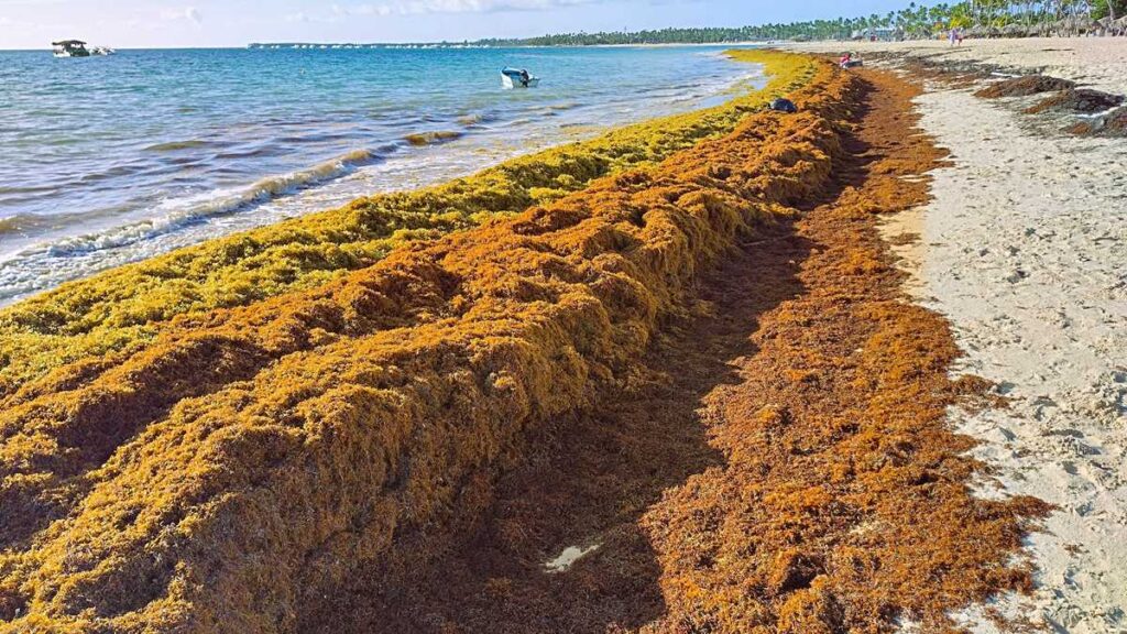 Seaweed in Punta Cana along Bavaro Beach