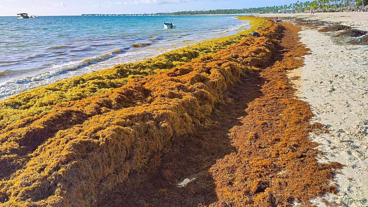 Punta Cana seaweed guide (incl. map) – beaches & resorts without