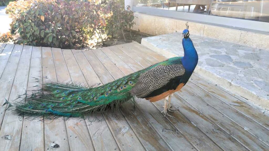 Animals at Grand Bavaro Princess Resort