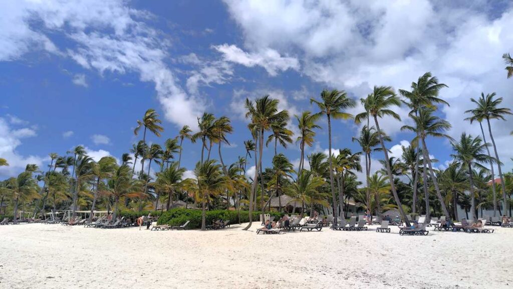The wide beach with many coconut trees at Occidental Punta Cana
