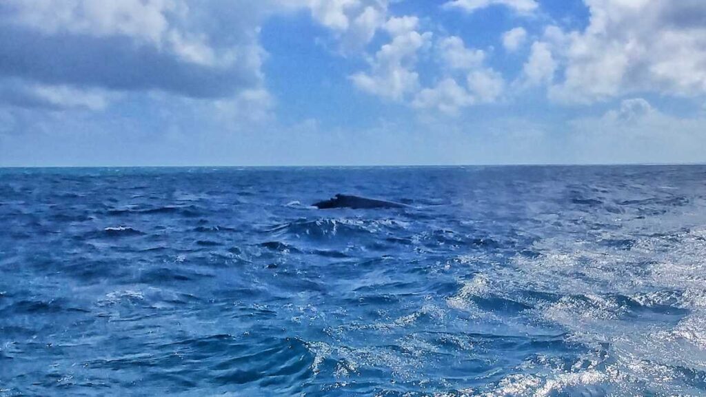 Whalewatching from Punta Cana in the Bay of Samaná