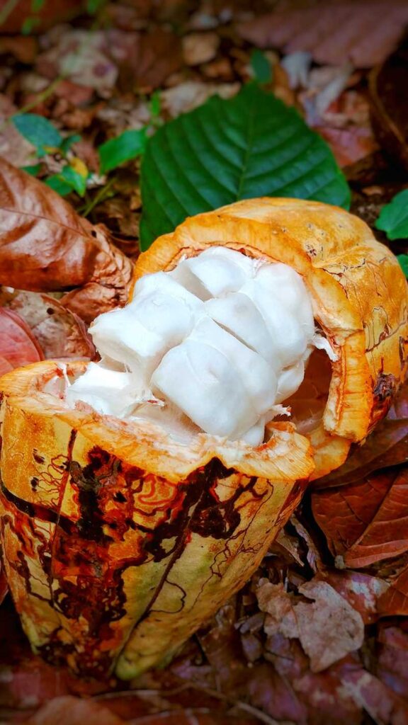 A cacao bean in the Dominican Republic