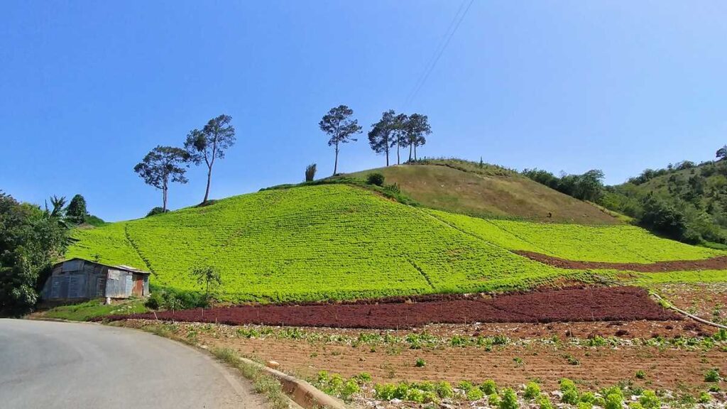 The green hills of Constanza with lots of fruits and vegetables