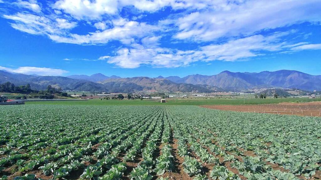 The green hills of Constanza with lots of fruits and vegetables