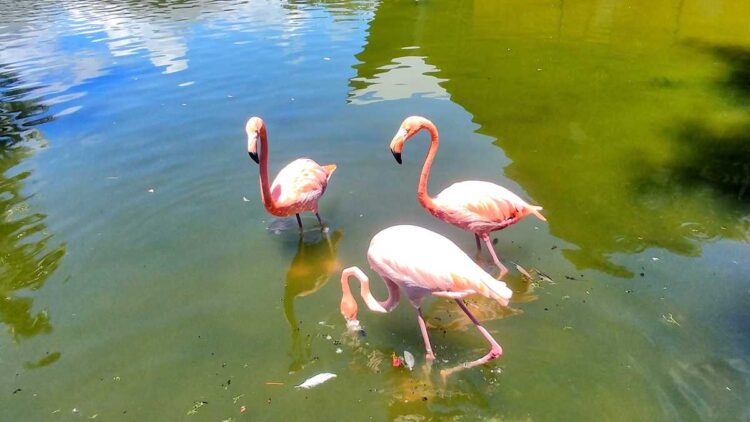 Flamingos and wildlife are omnipresent at Grand Bavaro Princess