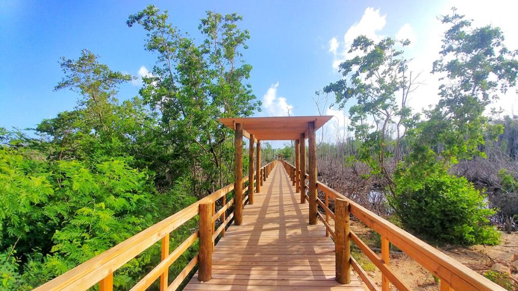 The mangroves at Macao Beach, Punta Cana