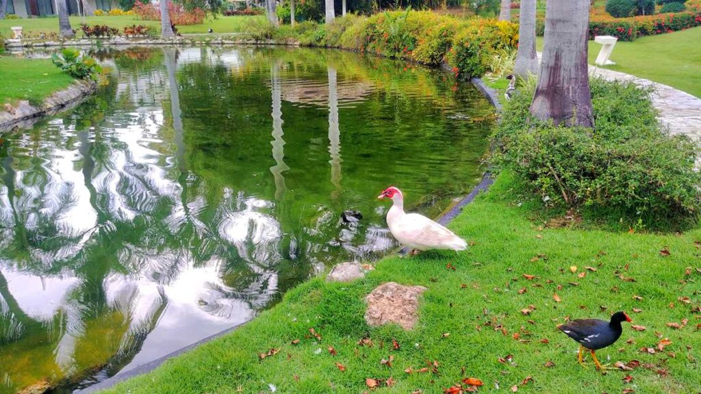 Different animals at Catalonia Punta Cana Resort